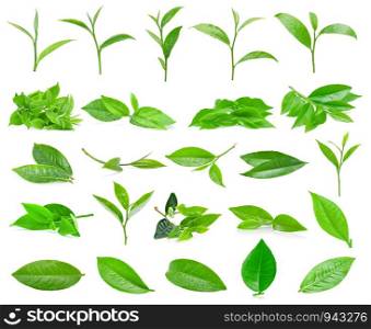 Green tea leafs isolated on white background