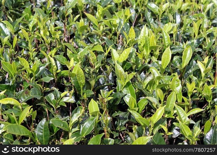 Green tea leaves and bush on plantation in Sri Lanka
