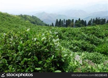 Green tea leaves. Close up. Tea plantations,
