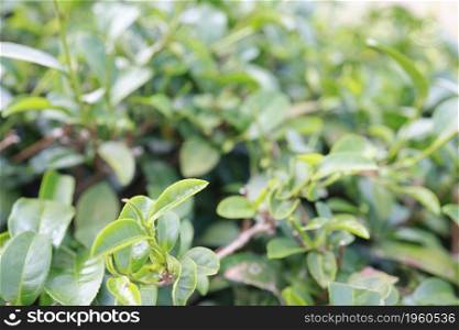 Green tea leaves in a tea plantation Closeup, Green leaf Top of Green tea leaf in the morning