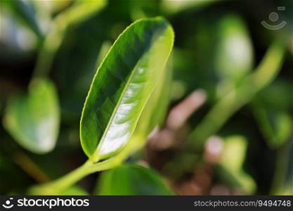 Green tea leaves in a tea plantation Closeup, Green leaf  Top of Green tea leaf in the morning