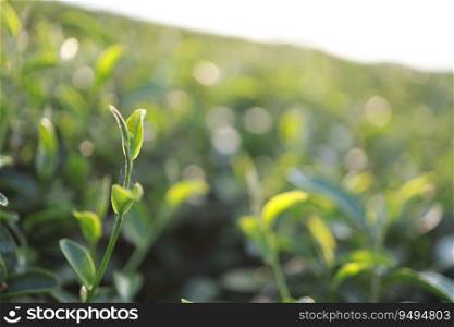 Green tea leaves in a tea plantation Closeup, Green leaf  Top of Green tea leaf in the morning