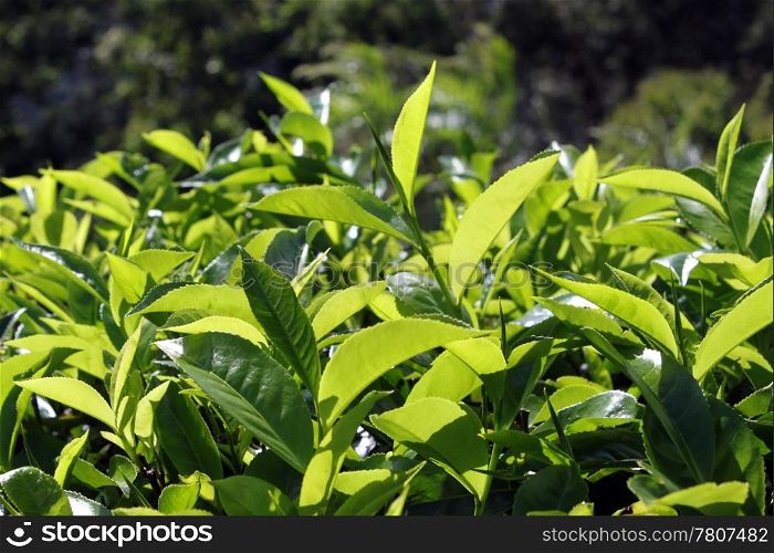 Green tea leaves on the mountain tea plantation in Sri Lanka