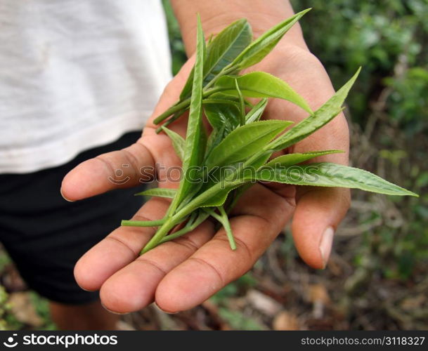 Green tea leaves on the open palm of man