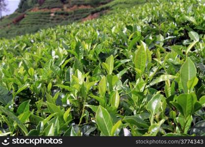 Green tea leaves on the plantation near Nuwara Eliya, Sri Lanka