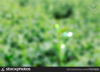 Green tea leaves with blurred images.