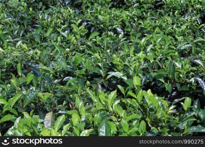 Green tea leves on the dense bush