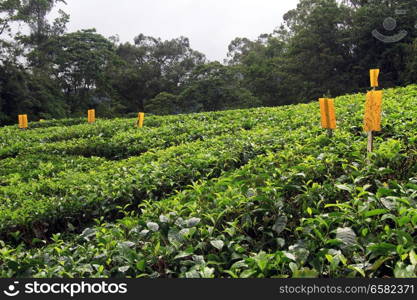 Green tea nd yellow plastic signs in Cameron Highlands, Malaysia