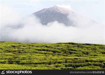 Green tea plantation and volcano Kerinci in Indonesia