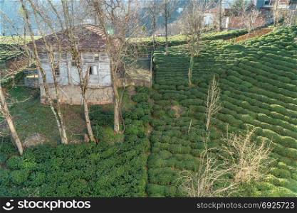 Green tea plantation and wooden house top view in Trabzon - Turkey