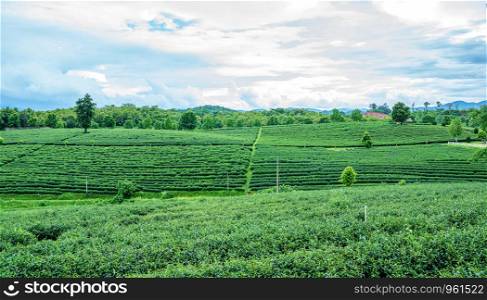 green tea plantation at Chiang Rai, Thailand.