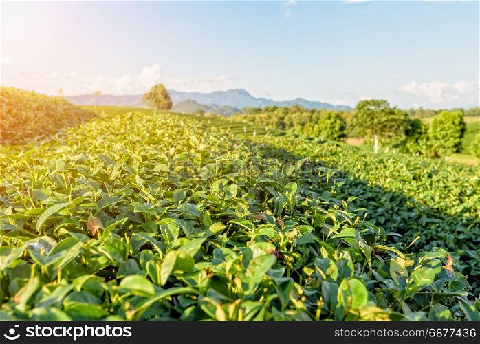 Green tea plantation. Close-up Bush green tea at plantation under the sunlight in the evening after harvest, Chiang Rai province, Thailand