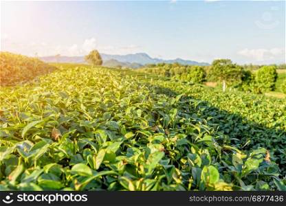 Green tea plantation. Close-up Bush green tea at plantation under the sunlight in the evening after harvest, Chiang Rai province, Thailand