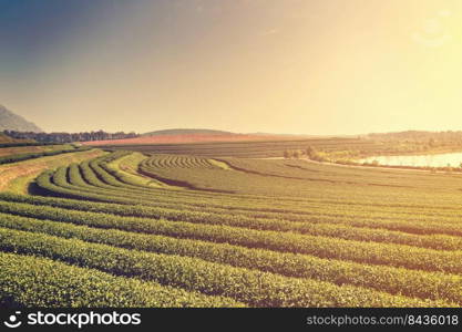 Green tea plantation farm with morning light and mist