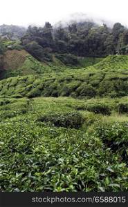 Green tea plantation in Cameron Highlands, Malaysia