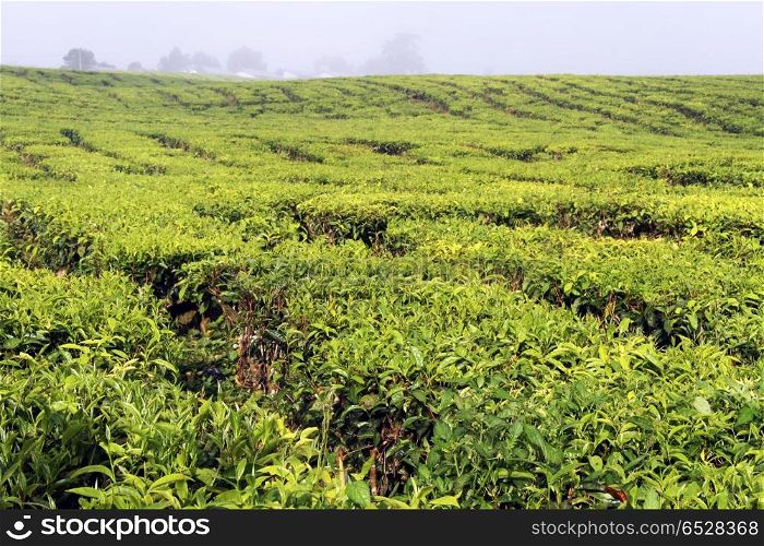 Green tea plantation near volcano Kerinci, Indonesia