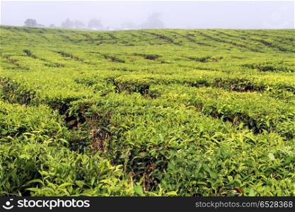 Green tea plantation near volcano Kerinci, Indonesia