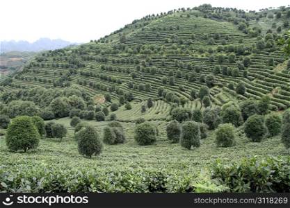 Green tea plantation on the hill near Yanshuo, Cghina