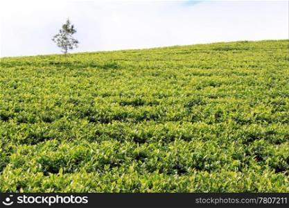 Green tea plantation with lonely tree in Sri Lanka