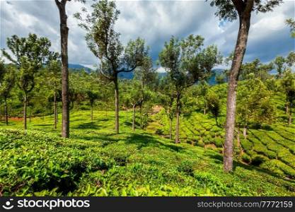 Green tea plantations in hills with dramatic sky. Munnar, Kerala, India. Tea plantations in mountains