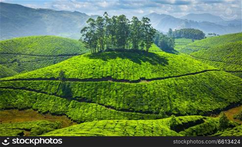 Green tea plantations in Munnar, Kerala, India. Green tea plantations in India