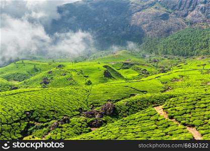 Green tea plantations in the morning, Munnar, Kerala state, India. Tea plantations, Munnar, Kerala state, India