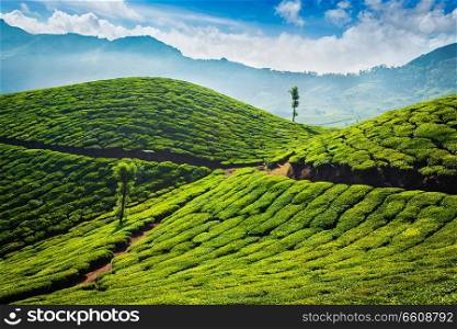 Green tea plantations in the morning. Munnar, Kerala state, India. Tea plantations. Munnar, Kerala