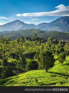 Green tea plantations on sunrise in Munnar, Kerala, India. Green tea plantations in India