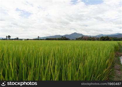 Green Terraced Rice Field. rice is growing in the field background.