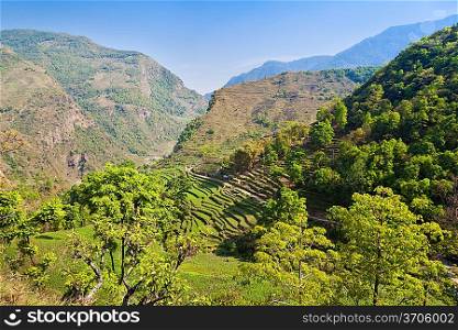 Green terraces, Annapurna conservation area, Nepal