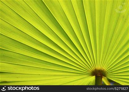 green texture of a palm in the isle bahamas