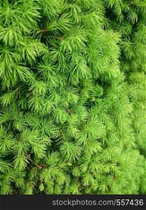 Green texture of coniferous tree with drops after the rain.