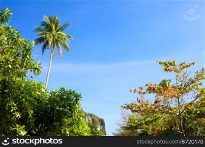 green thai trees against blue sky background