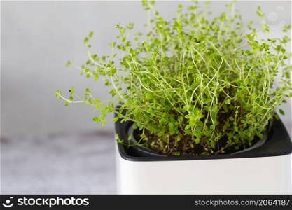 Green Thyme in a white cube pot. A potted thyme plant. Kitchen herb plants. Mixed Green fresh aromatic herbs - thyme, basil, rosemary in pots. Aromatic spices Growing at home.