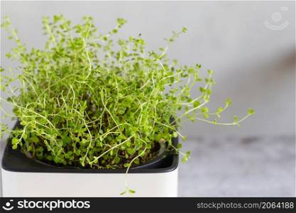 Green Thyme in a white cube pot. A potted thyme plant. Kitchen herb plants. Mixed Green fresh aromatic herbs - thyme, basil, rosemary in pots. Aromatic spices Growing at home.