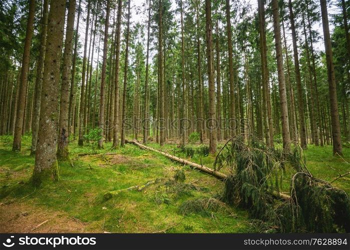 Green timber forest with tall pine trees and moss on the ground