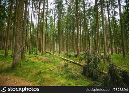 Green timber forest with tall pine trees and moss on the ground