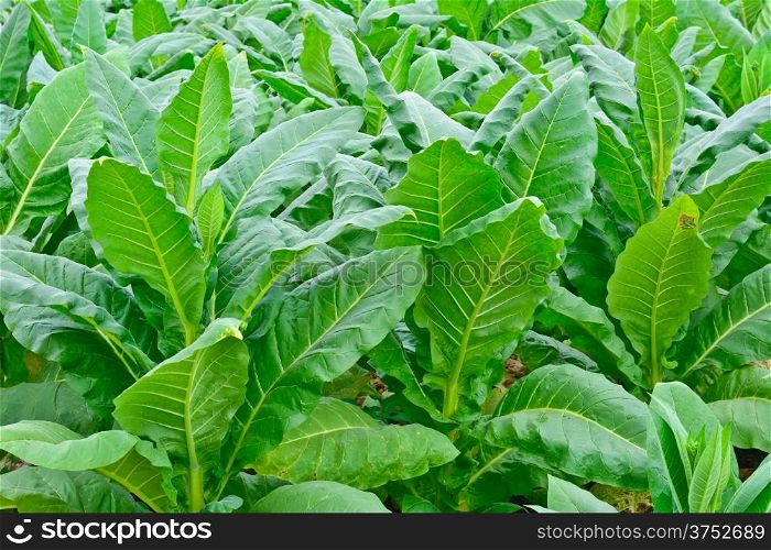 green tobacco field in thailand