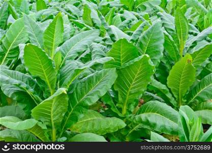 green tobacco field in thailand