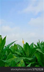 green tobacco field in thailand in cloudy day