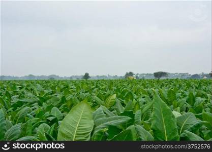 green tobacco field in thailand in cloudy day