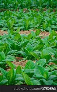 green tobacco field in thailand in summer