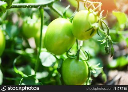 Green tomato in the plants farm agriculture organic with sunlight / Fresh green unripe tomatoes growing in the garden