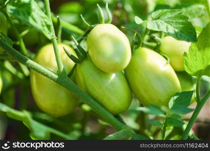 Green tomato in the plants fram agriculture organic with sunlight / Fresh green unripe tomatoes growing in the garden