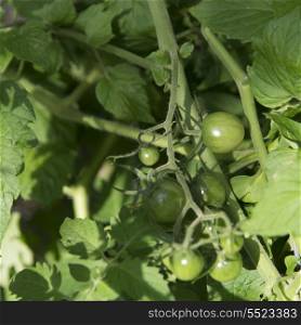 Green tomatoes growing on a plant, Kenora, Lake of The Woods, Ontario, Canada