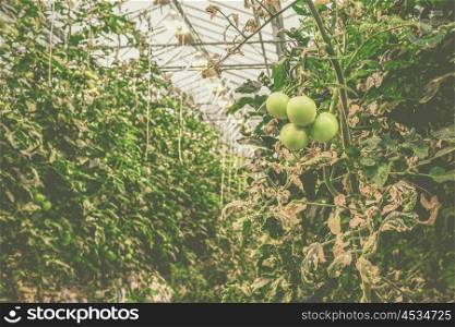 Green tomatoes in a greenhouse with many plants
