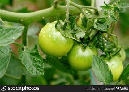 Green tomatoes in the garden, agriculture concept.