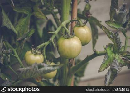 Green tomatoes on a plant in a greenery