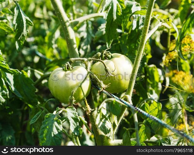 green tomatoes on bush in outdoor garden