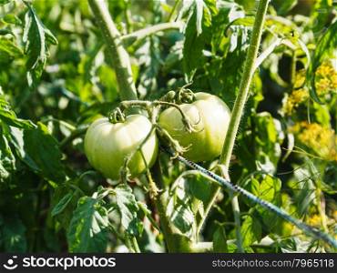 green tomatoes on bush in outdoor garden